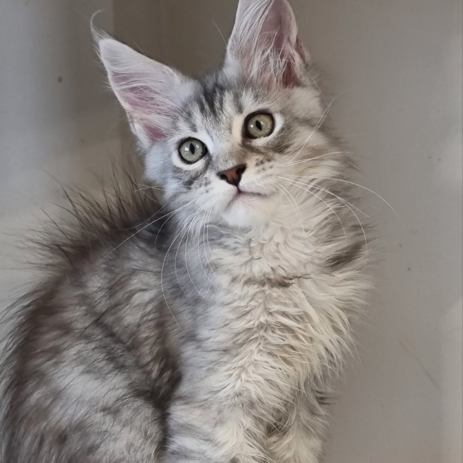 Elit Maine Coon male, black silver spotted tabby