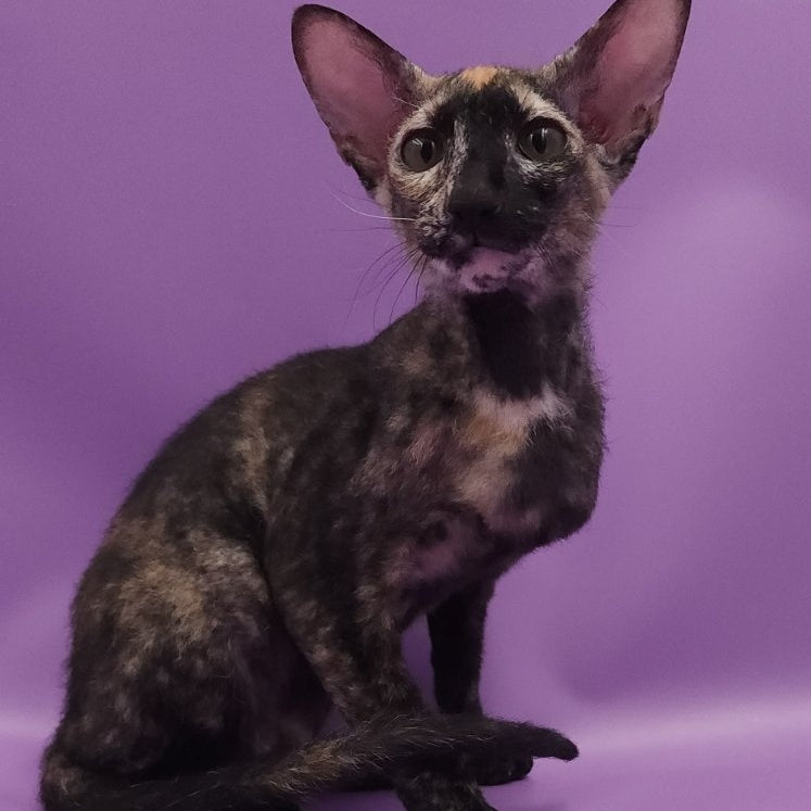 Queen of Spades Oriental Shorthair female, black tortie