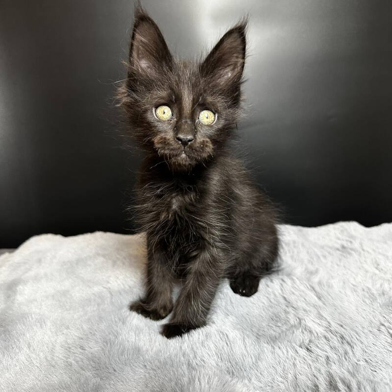 Boston Maine Coon male black - live animals
