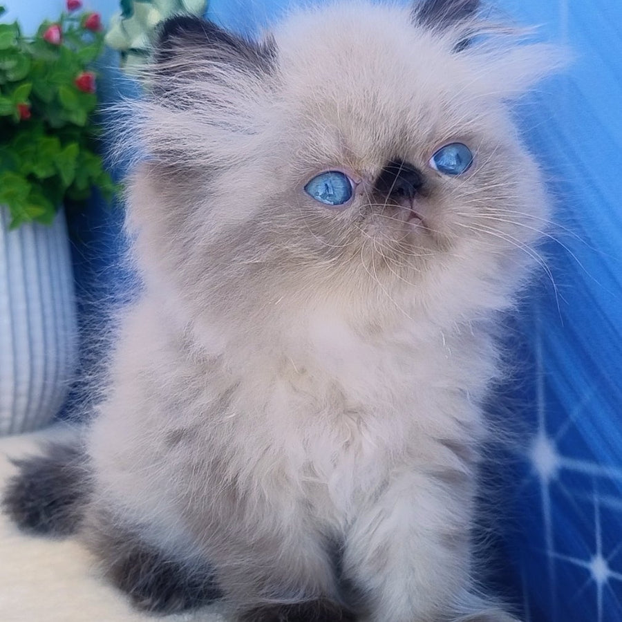 Elsie Persian female, black pointed