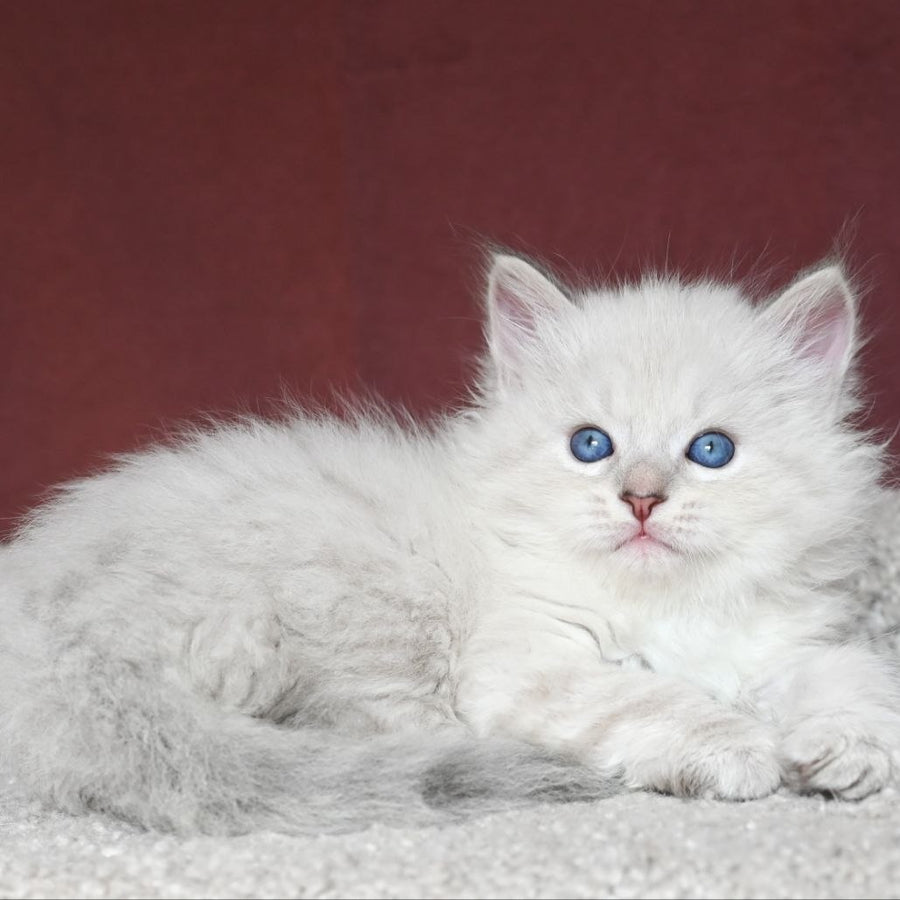 Lazurit Siberian male, black tabby pointed