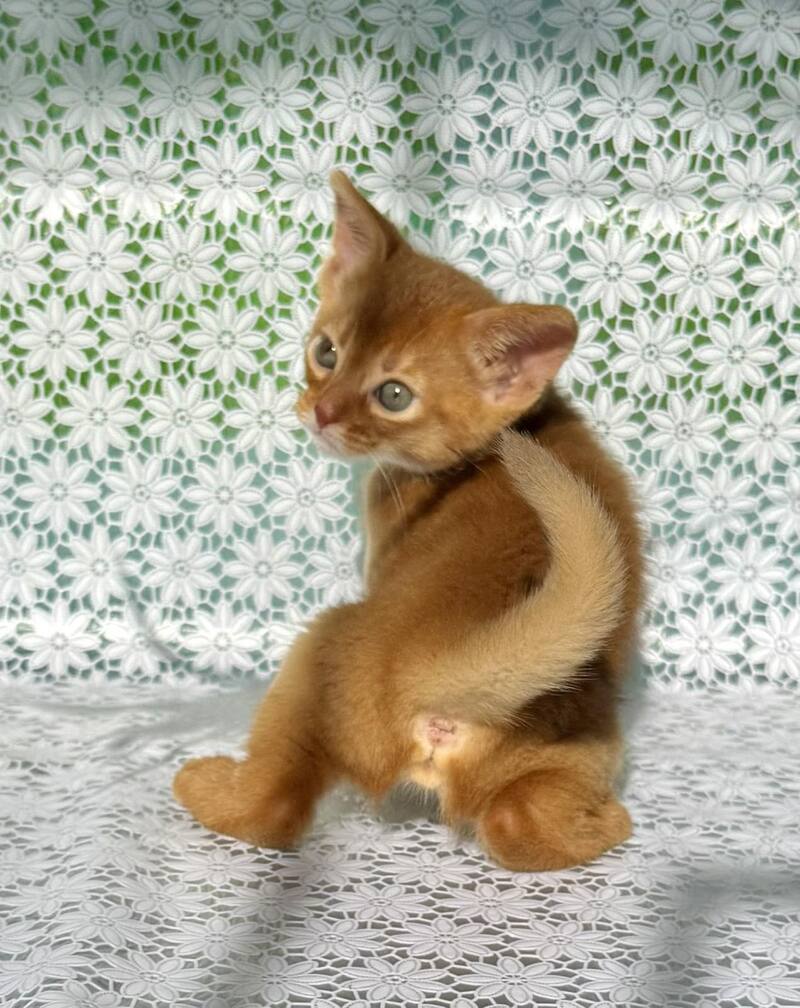 Bastet Abyssinian female sorrel - live animals