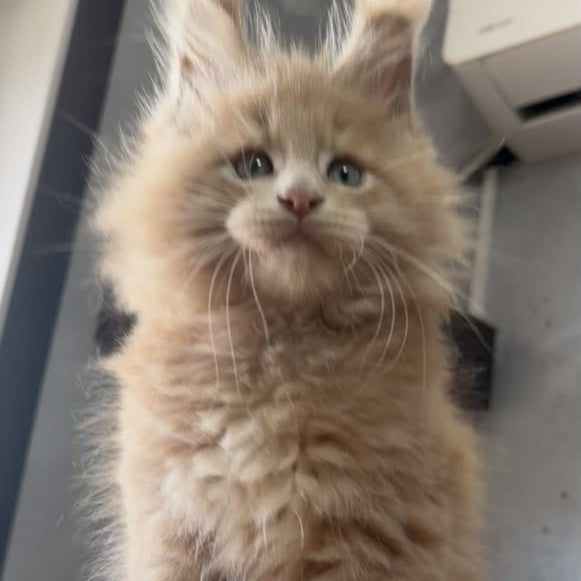 Yarik Maine Coon male, cream