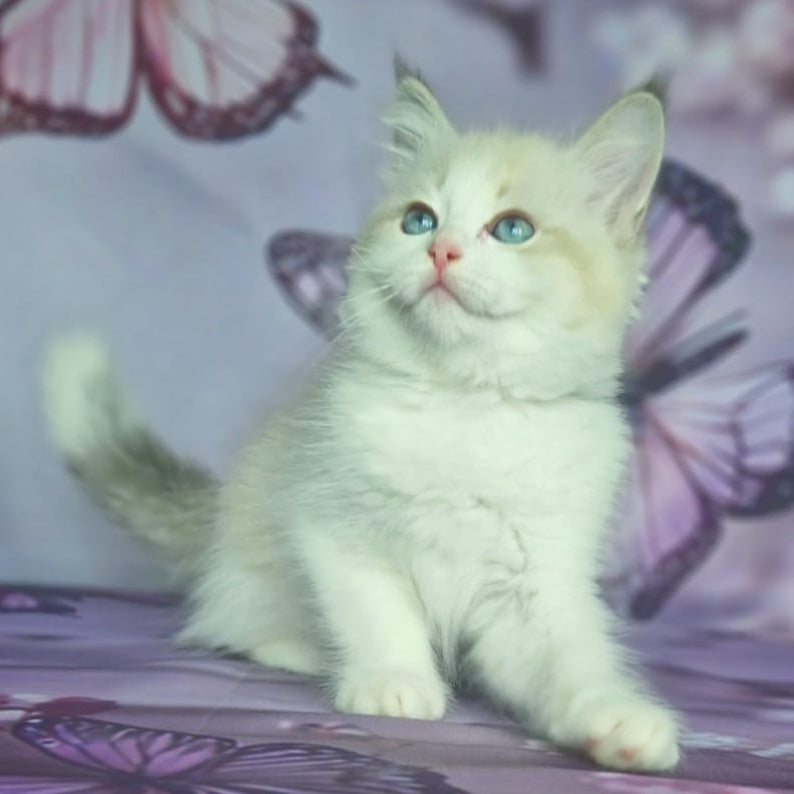 Eddie Siberian male, blue bicolour tabby pointed