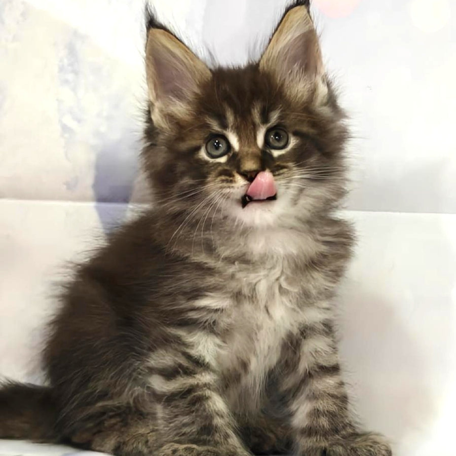 Manhattan Maine Coon polydactyl 6x6x6x6 male, black tabby