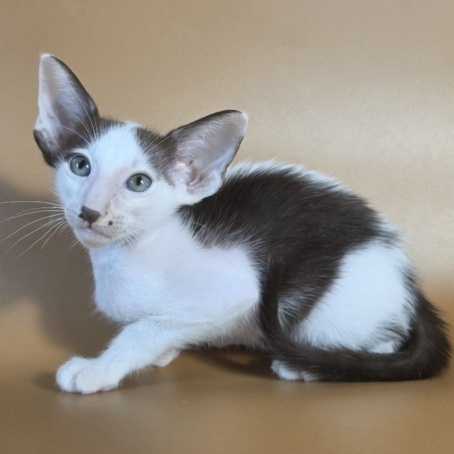 Cookie Oriental Shorthair male, chocolate van