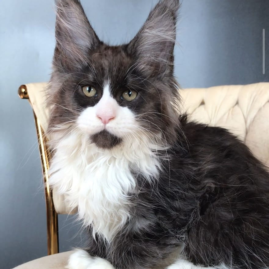 Emil Maine Coon male, black silver bicolour