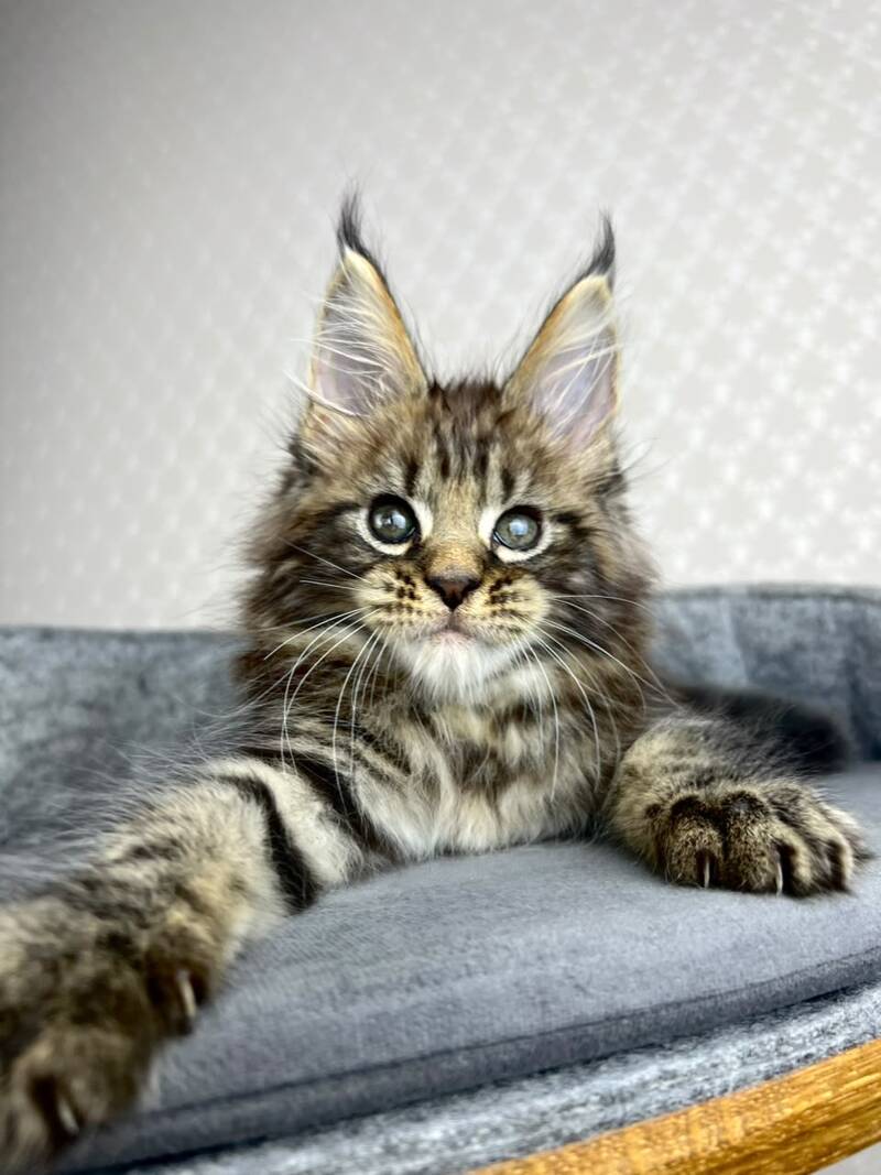 Pathos Maine Coon male, black tabby