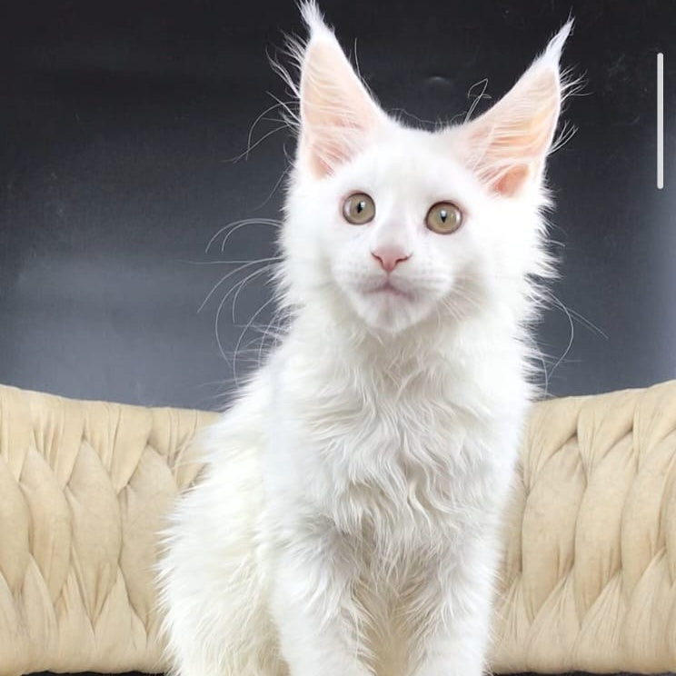 Xia Maine Coon female, white