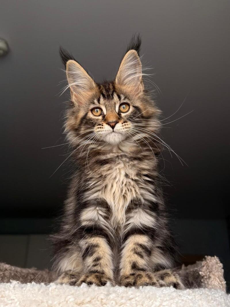Yrolika Maine Coon female black tabby - live animals