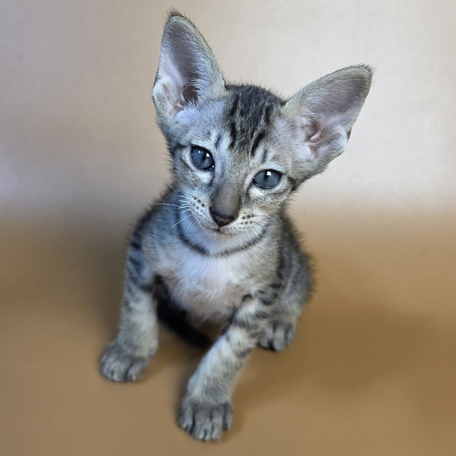 Einar Oriental Shorthair male, black spotted tabby