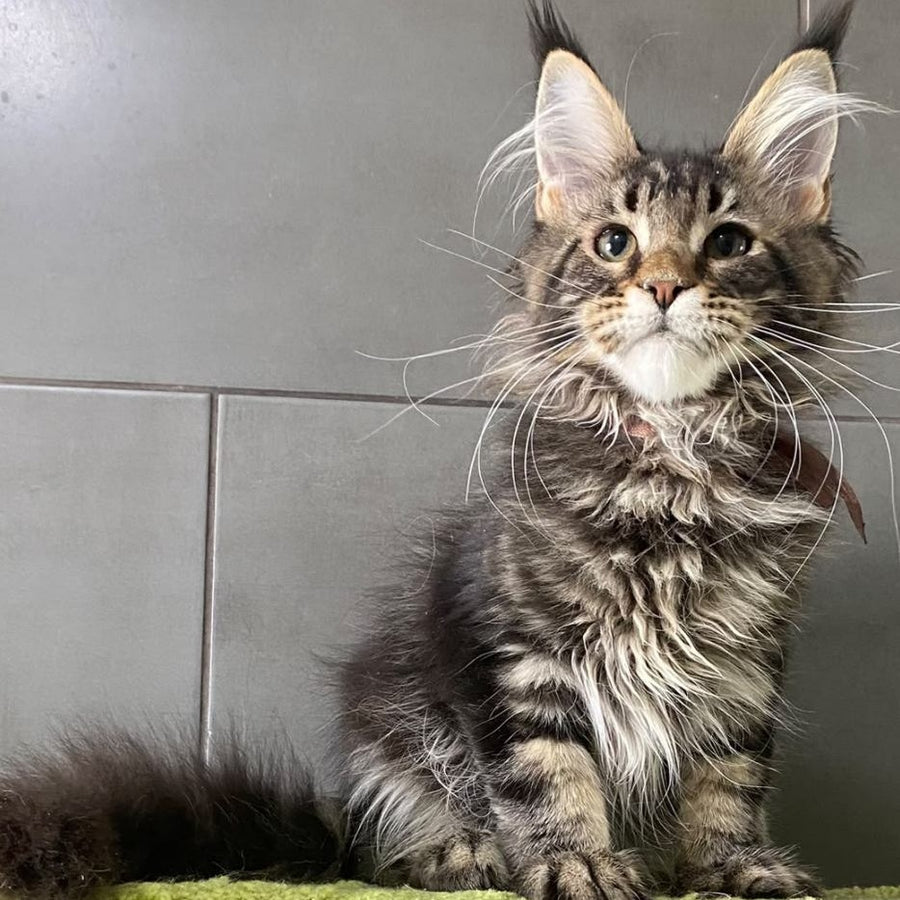 Albasatin Maine Coon male, black tabby