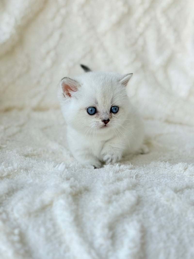Zizi Munchkin female black silver shaded pointed - live animals