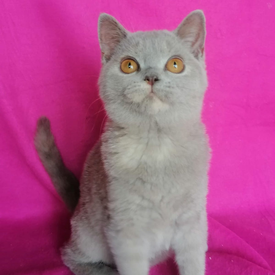 Laska British Shorthair female, lilac tortie