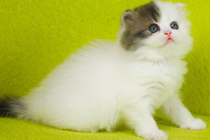 Fantasia Scottish Straight female, blue tabby van