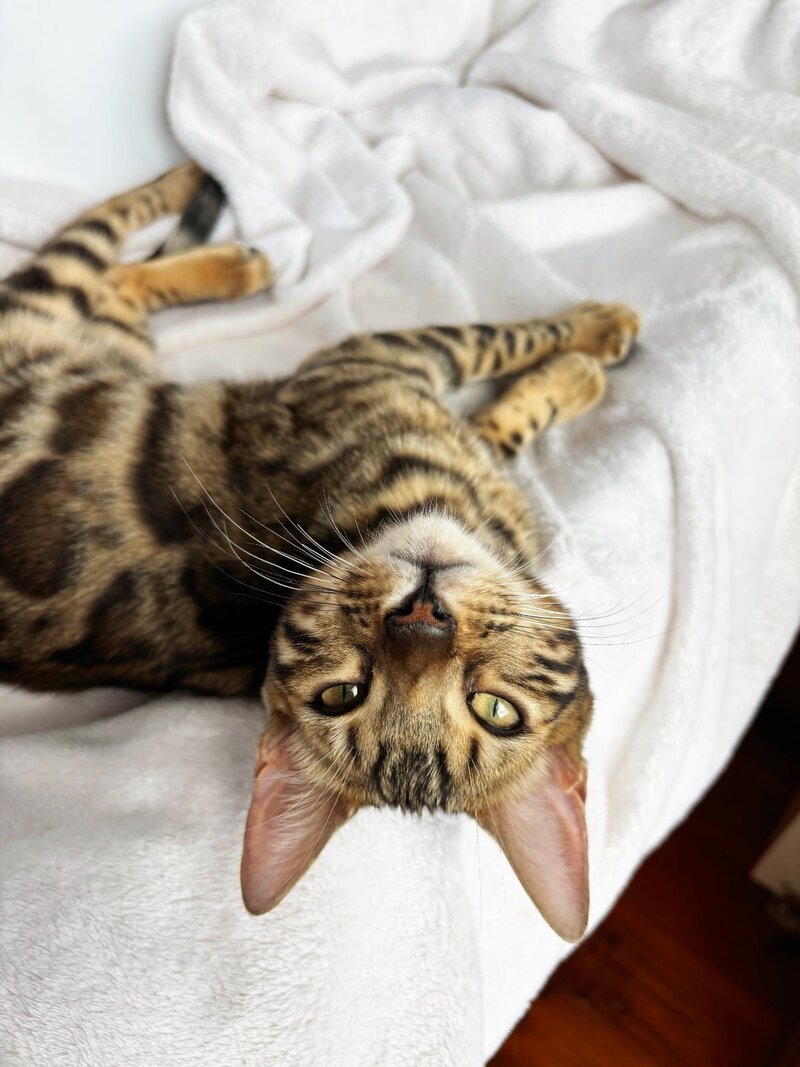 Lola Bengal female black spotted tabby - live animals