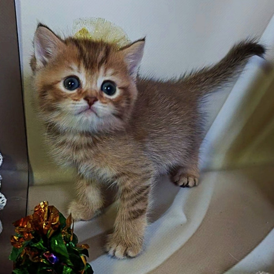 Thais British Shorthair male, chocolate tortie ticked tabby