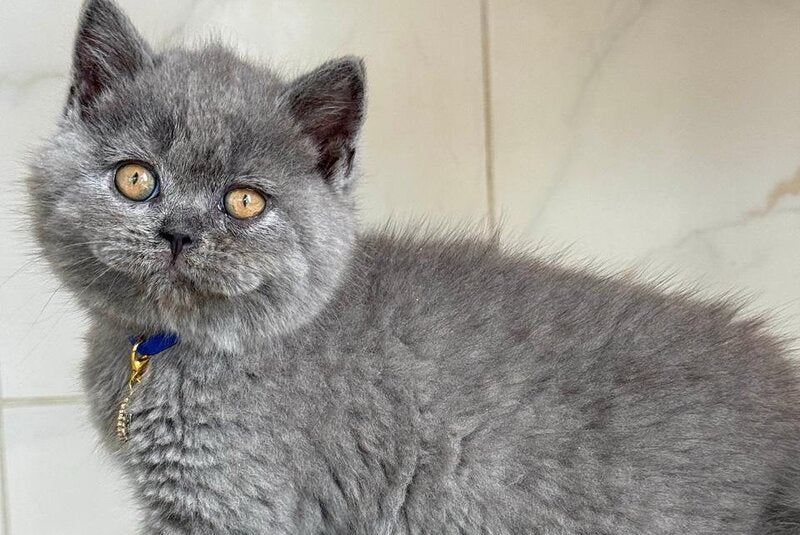 Ferrari British Shorthair male, blue