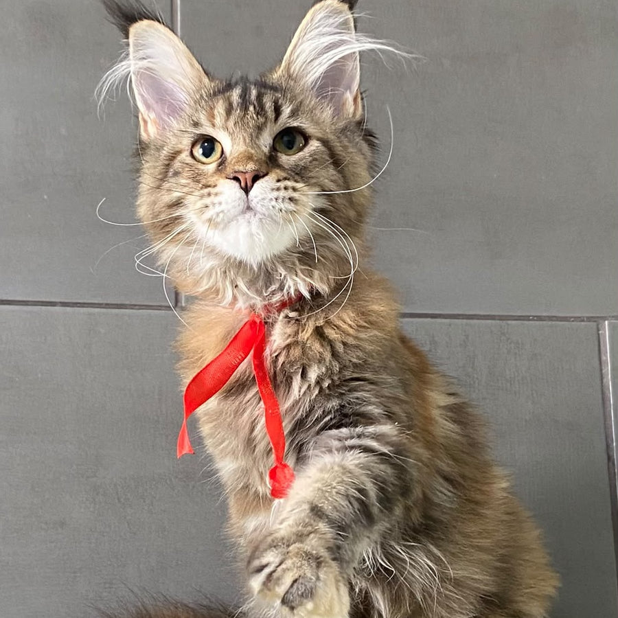 Six Maine Coon female, black tortie tabby
