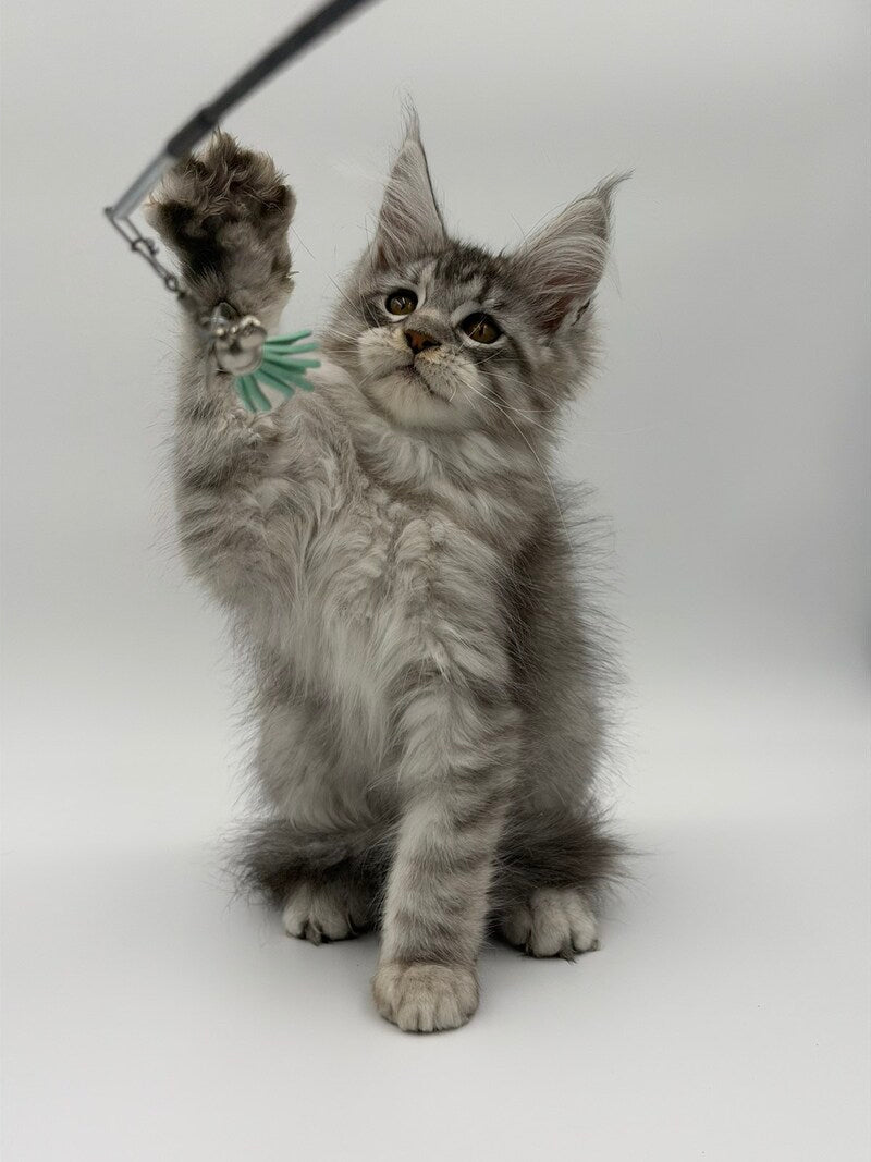 Kleo Maine Coon male black silver tabby - live animals