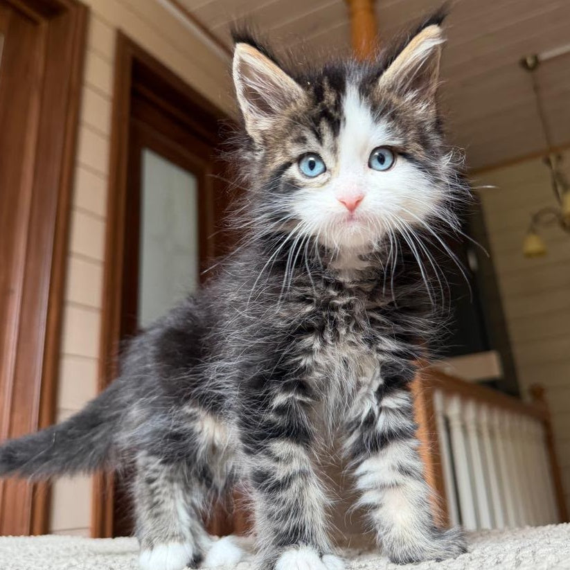 Charli Maine Coon male, black tabby with white