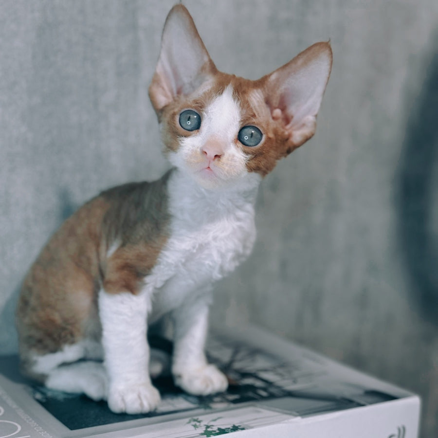 Mars Devon Rex male, cinnamon bicolour