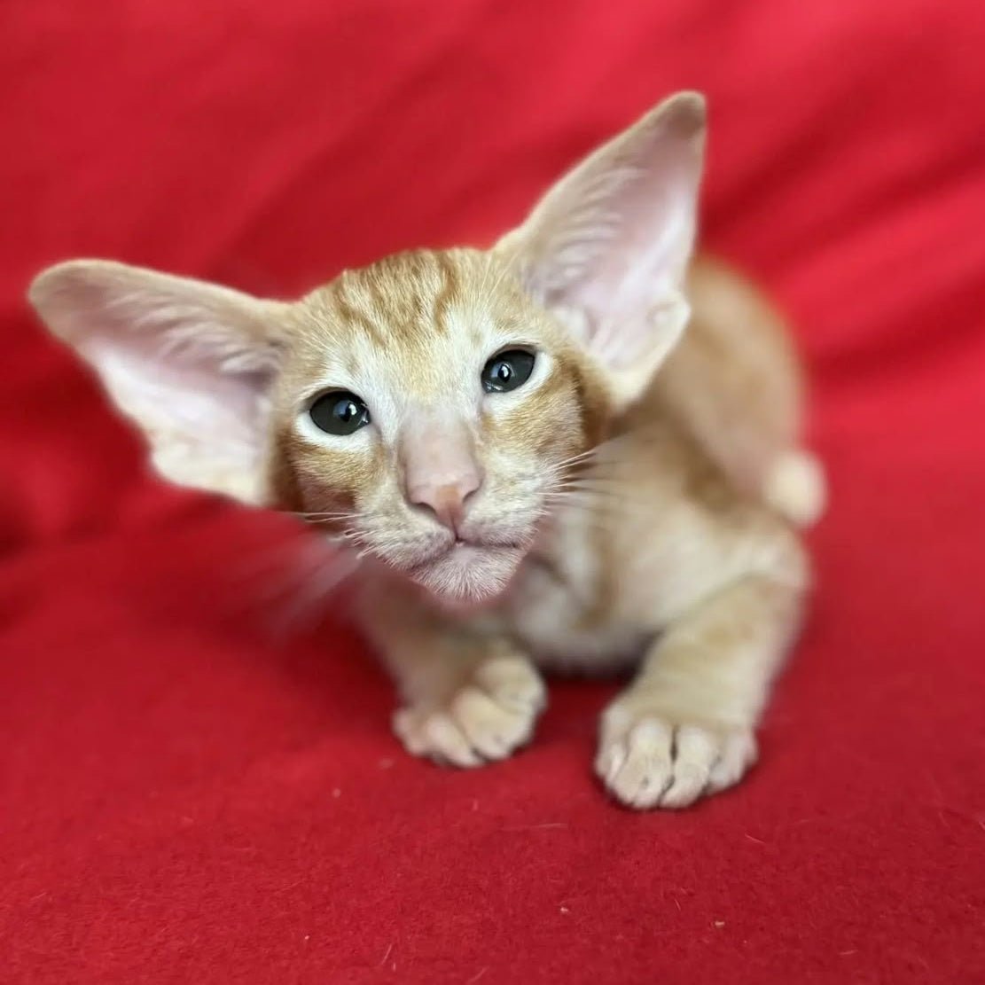 Zlatan Oriental Shorthair male, red spotted tabby
