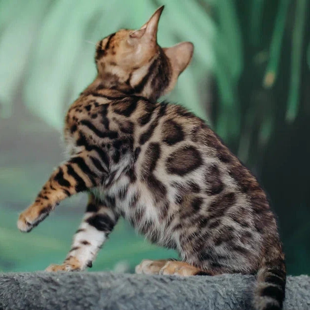 Fazan Bengal male, black spotted tabby