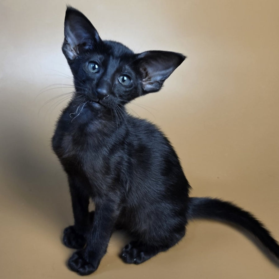 Arya Oriental Shorthair female, black