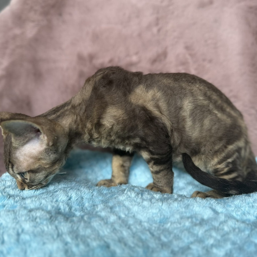 Xiaomi Devon Rex male, chocolate tabby