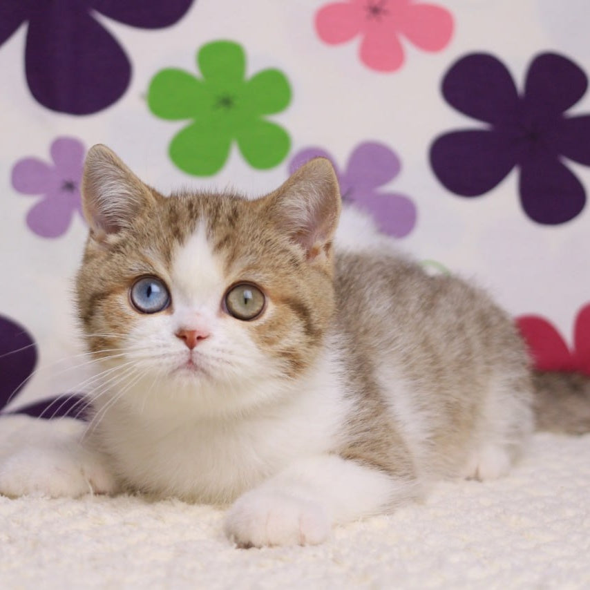 Cosmic British Shorthair male, chocolate spotted tabby bicolour