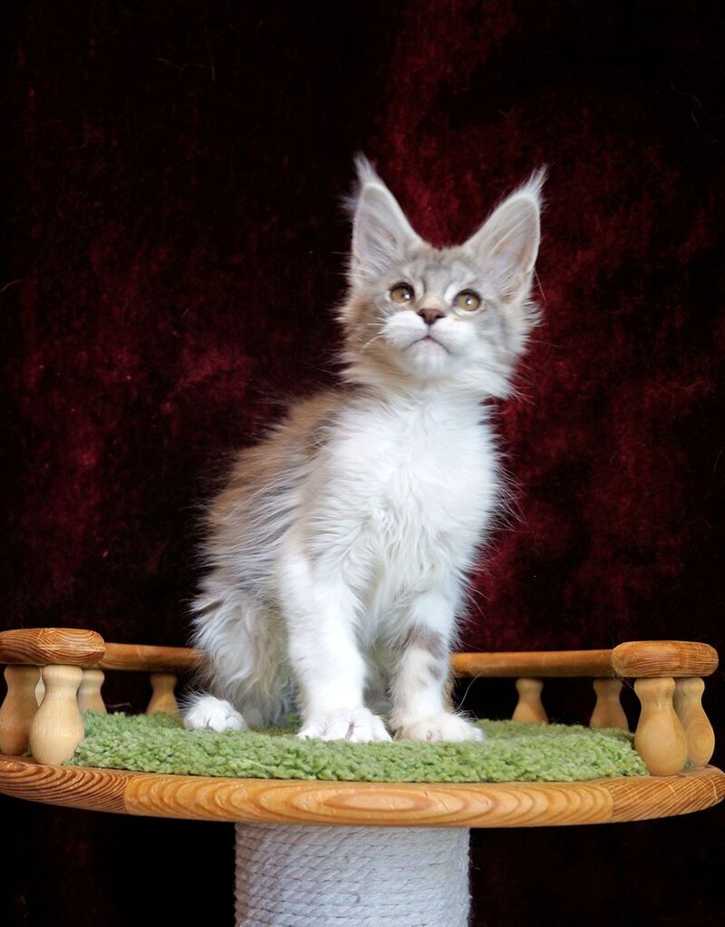 Korol Maine Coon male blue silver bicolour tabby live animals