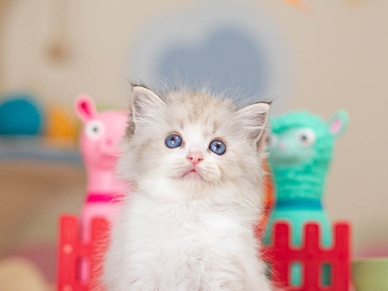 Vita Ragdoll female, seal lynx bicolour
