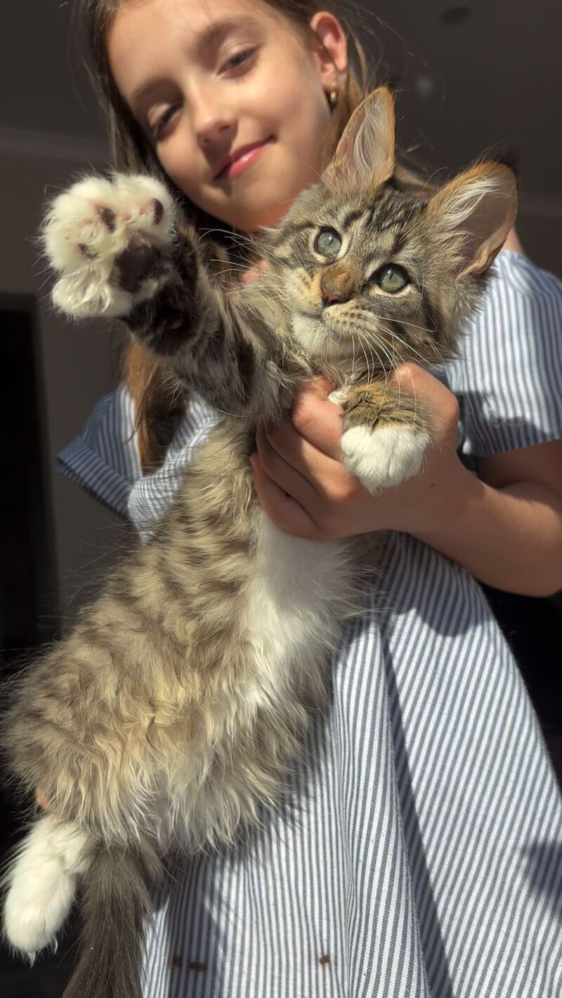 Zabava Maine Coon female, black spotted tabby bicolour