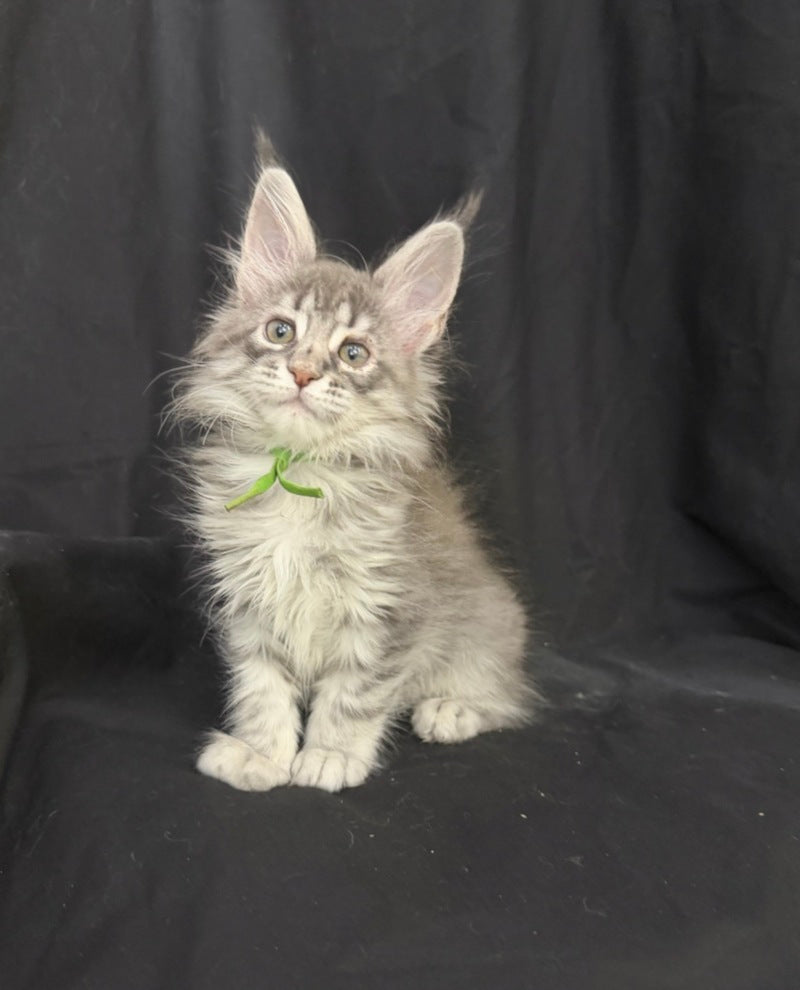 Zimba Maine Coon female, blue silver tabby
