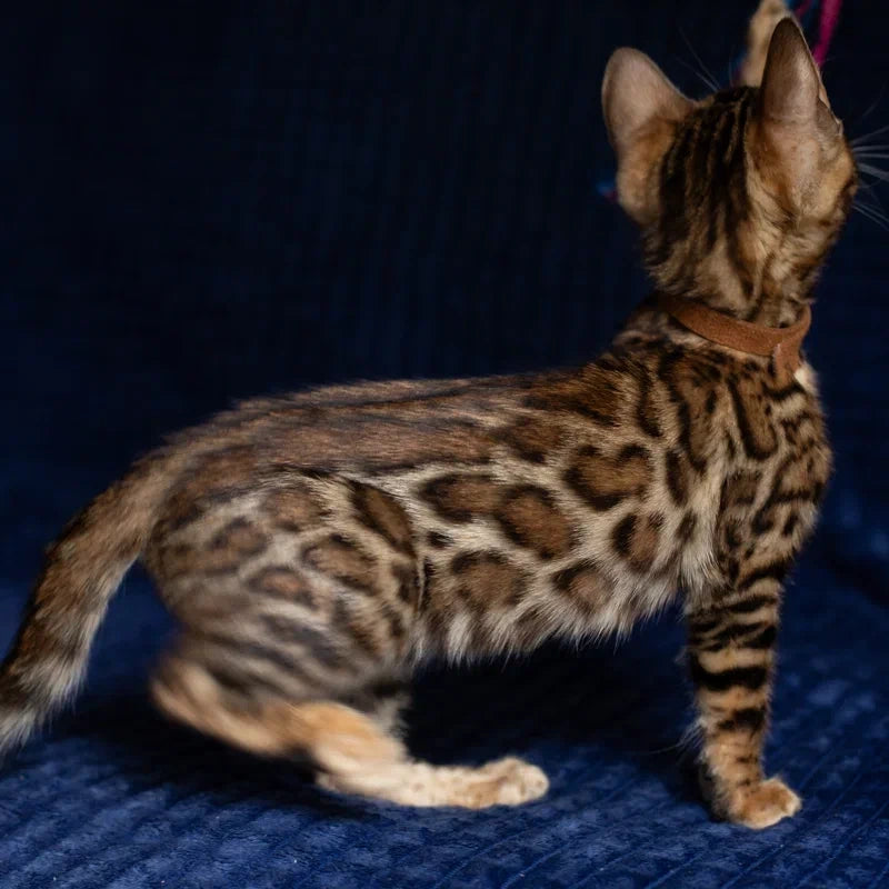 Winston Bengal male, black spotted tabby