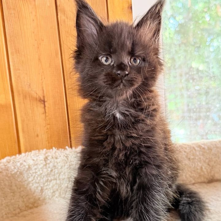 Olenna Maine Coon female, black with white