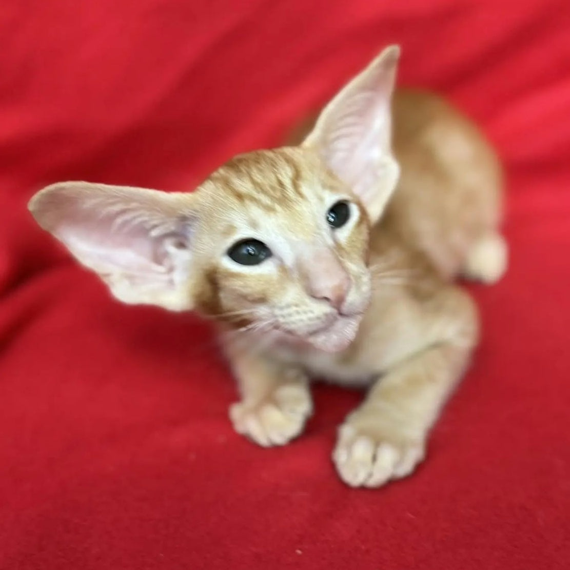 Zlatan Oriental Shorthair male, red spotted tabby