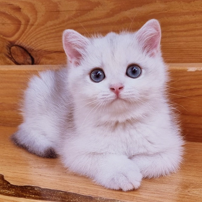 Ilary British Shorthair male, blue golden chinchilla