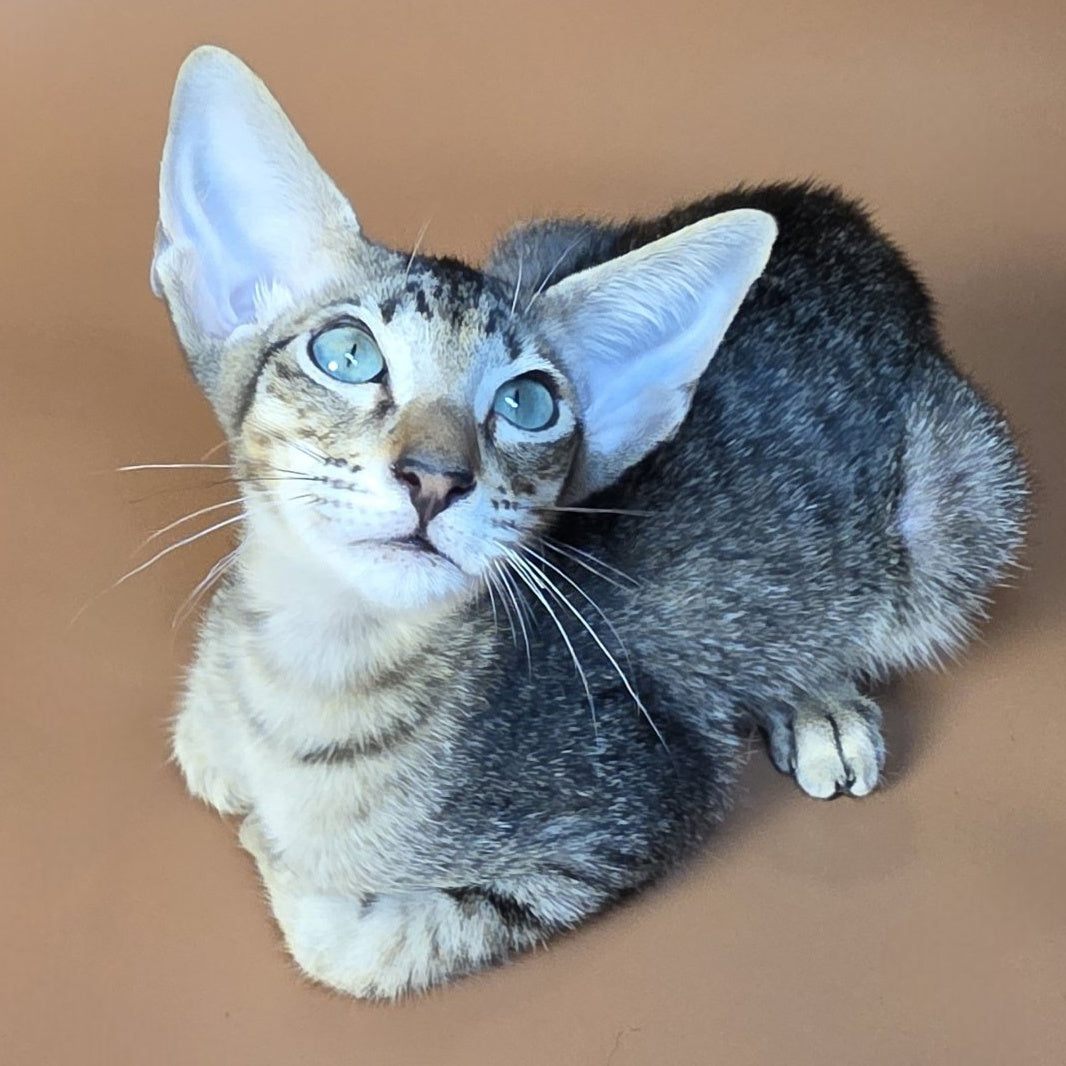 Gabriel Oriental Shorthair male, black spotted tabby