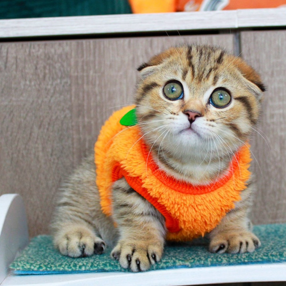 Marcus Munchkin male, chocolate golden spotted tabby