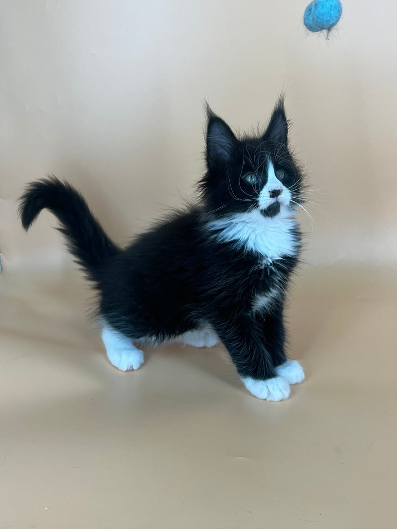 Bred Maine Coon male, black bicolour