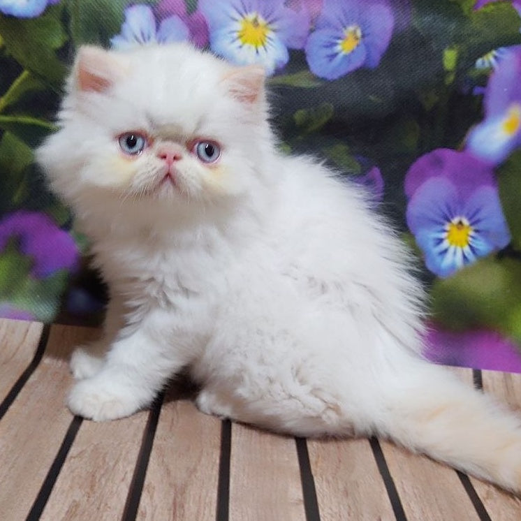 Sultan Persian male, cream pointed