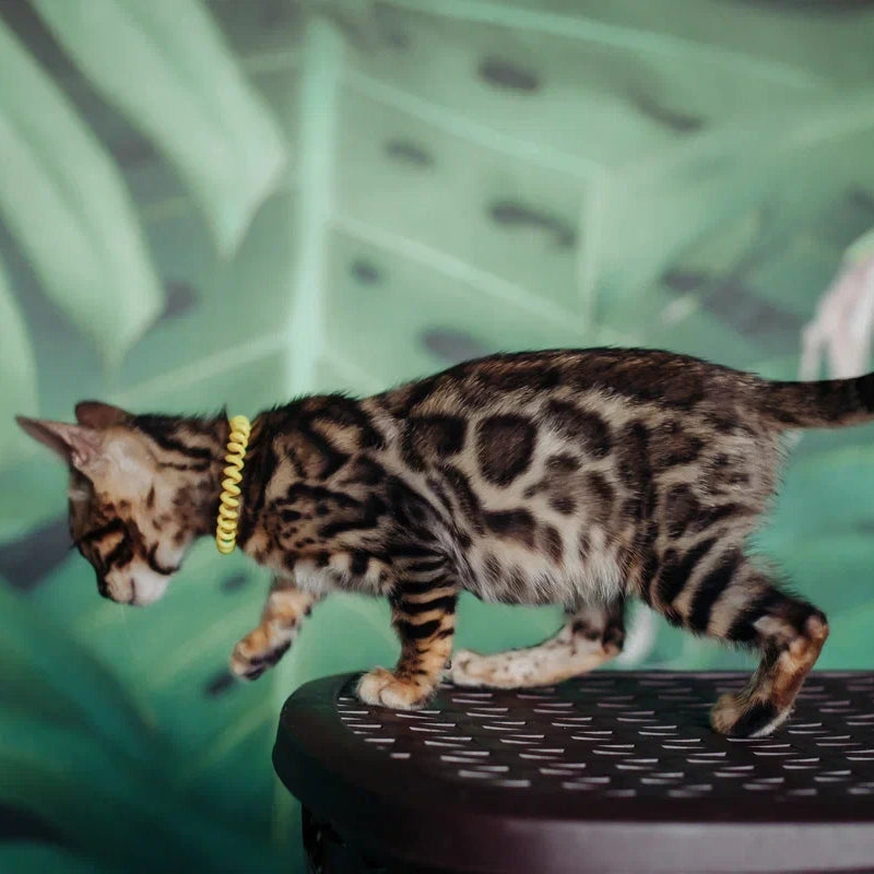 Fazan Bengal male, black spotted tabby