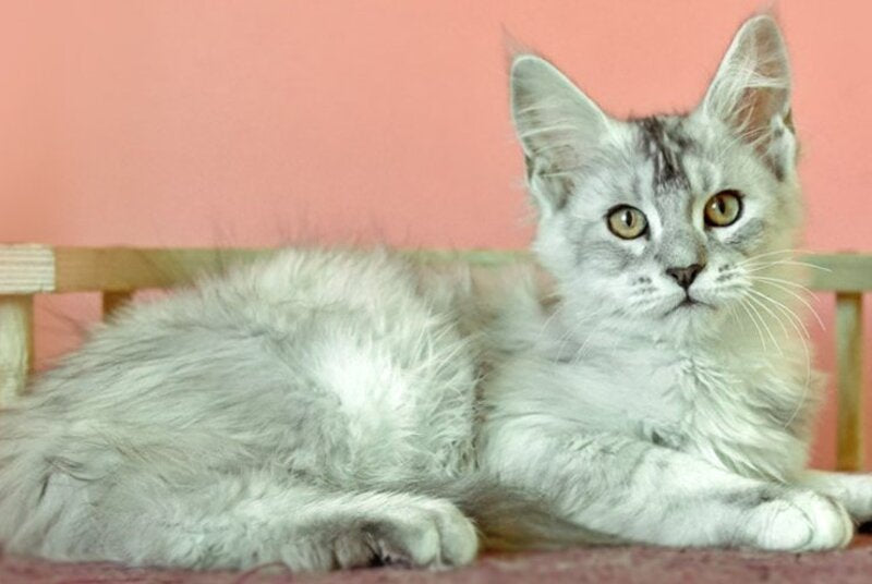 Zabava Maine Coon female, black tortie silver ticked tabby