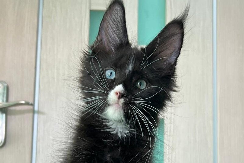 Nolan Maine Coon male, black with white