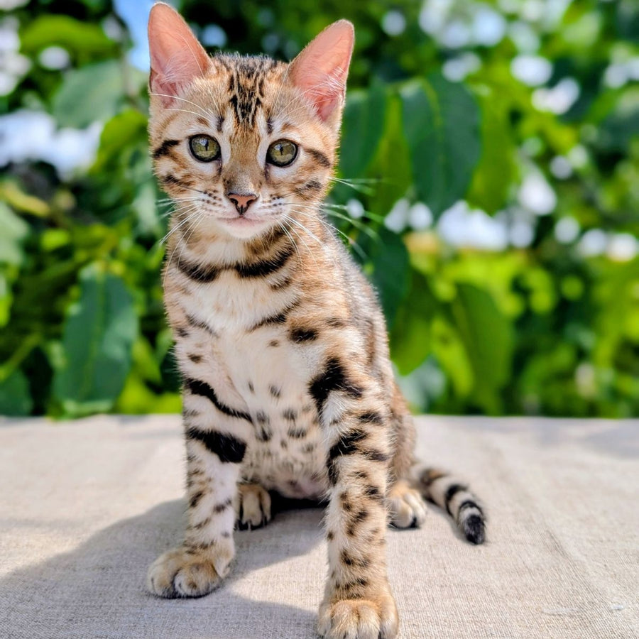 Zuri Bengal female, black spotted tabby