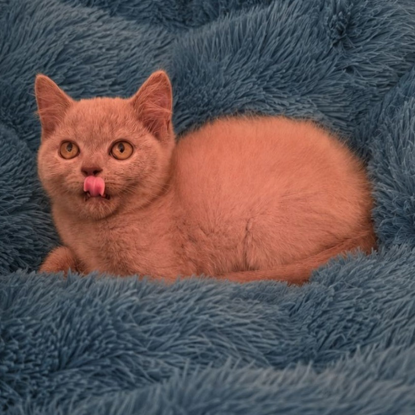 Like British Shorthair male, lilac