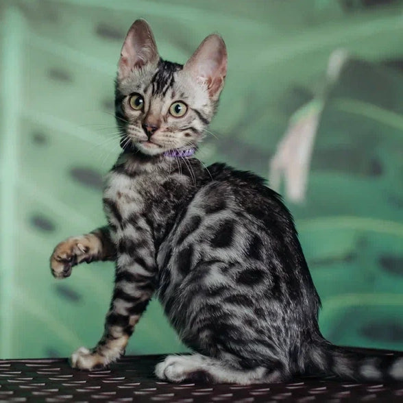 Fleur Bengal female, black silver spotted tabby
