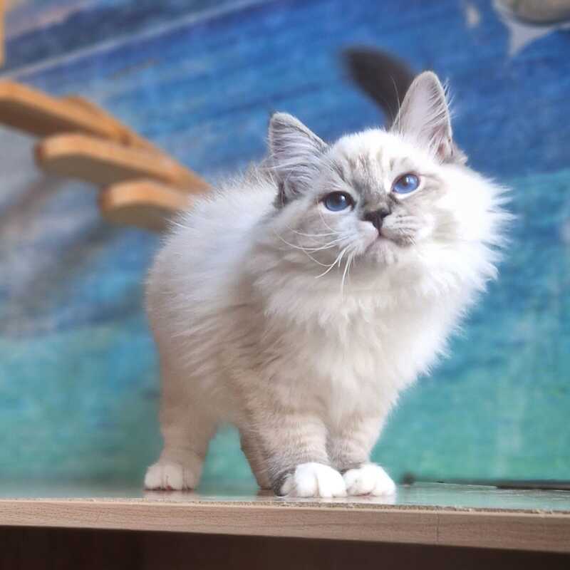 Amur Siberian male black with white tabby pointed - live animals